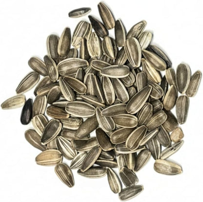 Seed Needs Sunflower Seeds for Planting Dwarf Sunspot Sunflowers - Heirloom & Open Pollinated Annual Cut Flower Seed to Plant 2 Foot Tall Sun Flowers (5 Packs)