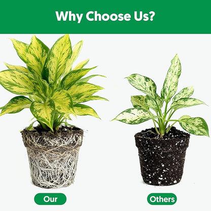 Indoor Potting Soil for Houseplants (4 qt), Well Aeration and Drainage, Lightweight Potting Mix for Indoor Outdoor Plants, Professional Garden Soil for Snake Plant, Monstera, Fiddle Leaf Fig