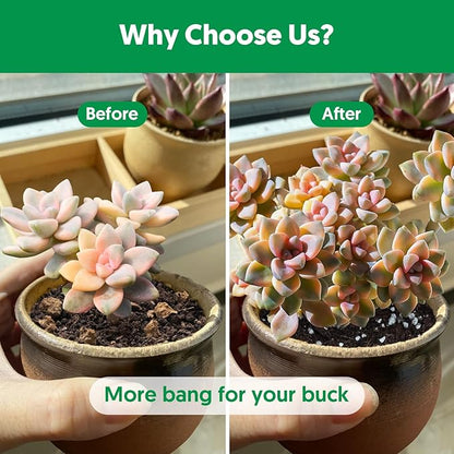 Succulent Cactus Potting Soil Mix (8 qt), All-Purpose Garden Potting Mix for Indoor Outdoor Plants, Quick Drain Houseplant Orchid Bonsai Perlite Soil, Ready-to-Use, Resealable Bag Design