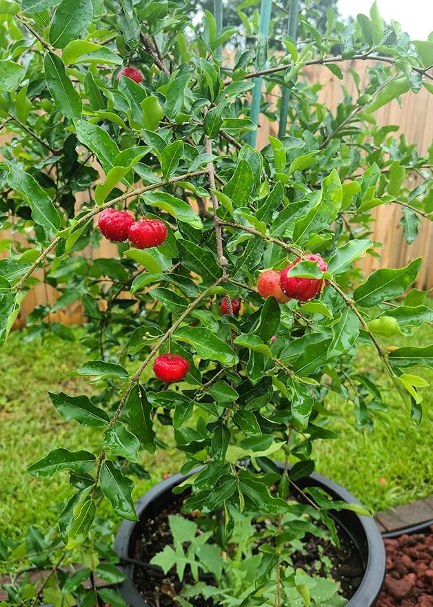 Premium Barbados Cherry Plant Potting Soil by Gardenera - Infuse Your Garden with Sweet and Tangy Fruits and Vibrant Vitality - 2 Quart