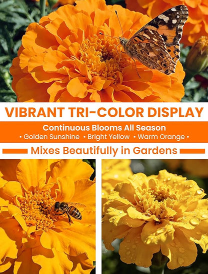 Tri-Color Marigold Seeds for Planting | 15,000+ Heirloom French Marigold Flower Seeds | Non-GMO, High Germination, USA Grown for Outdoor Gardens & Borders