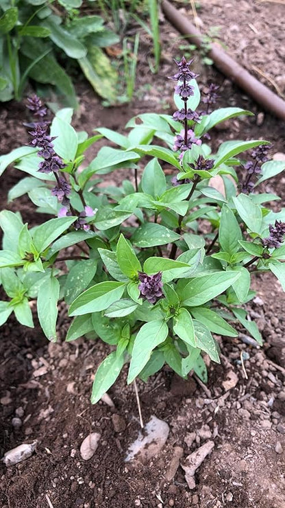 Plant Good Seed Organic Sweet Thai Basil Seed - Pack of 250, Heirloom Seeds for Planting Herbs - Gardening Supplies, Vegetables, Flower, Herb, Garden Seeds - Non-GMO, from USA