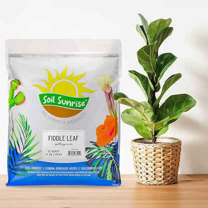 Soil Sunrise Premium Fiddle Leaf Fig Tree Soil (12 Quarts) - Expert Formula for Vibrant Growth - Nutrient-Rich Potting Mix,Specifically Designed for Healthy Indoor,Outdoor,& Potted Fiddle Fig Plants