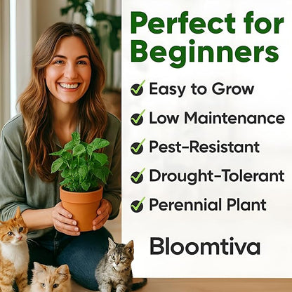Catnip Seeds for Planting Indoors and Ourdoors - 𝗡𝗢𝗡-𝗚𝗠𝗢 Cat Nip Seeds (Bulk Pack) Heirloom Herb - Made in 𝗨𝗦𝗔 - High Germination Rate - Plants for Cats and Humans (Nepeta Cataria)