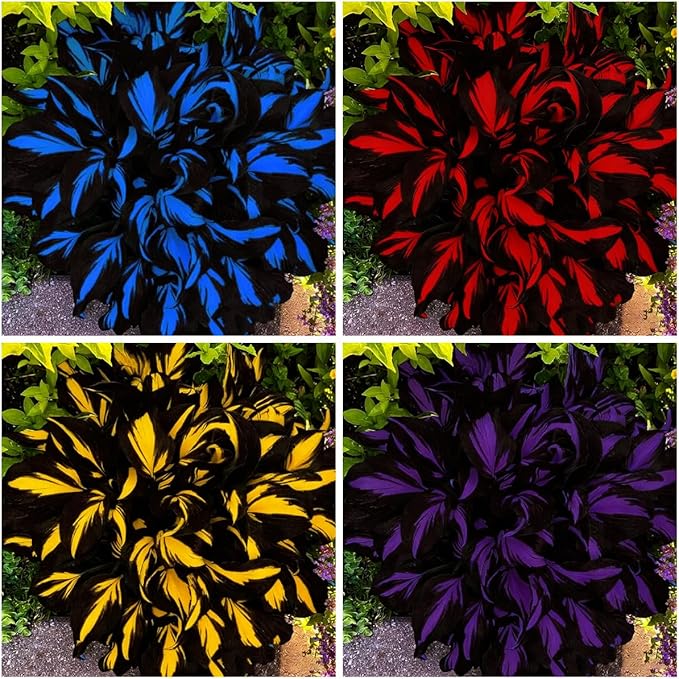 Mixed Hosta Seeds Collection(300+ Seeds),Variegated & Blue Foliage Shade Plants,Giant to Dwarf Perennial Ground Cover Seeds for Low Maintenance Garden