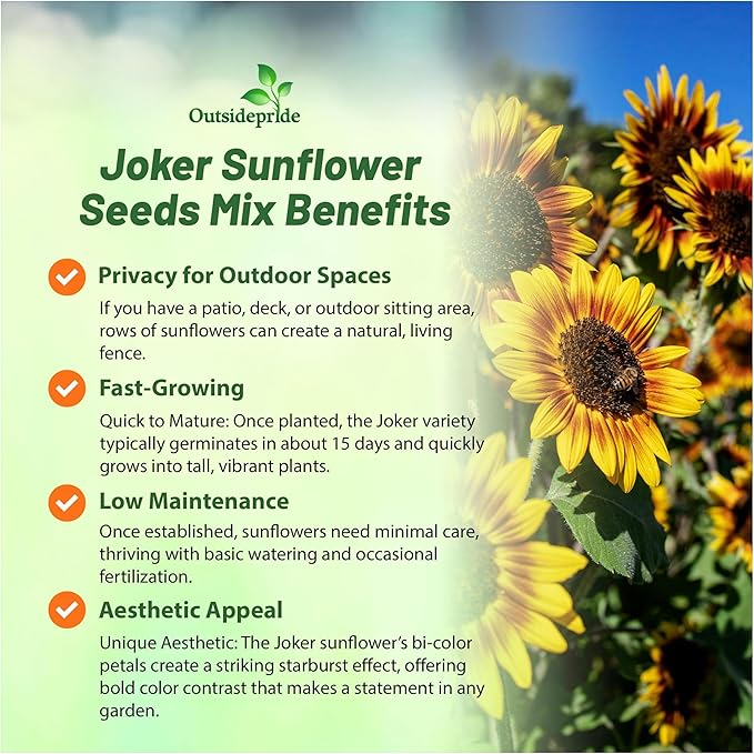 Outsidepride Joker Sunflower Seeds for Planting - 100 Pcs Annual, Easy to Grow Flower Seeds w/Vibrant, Abundant Blooms for Cut Flower Arrangements & Pollinator & Vegetable Gardens