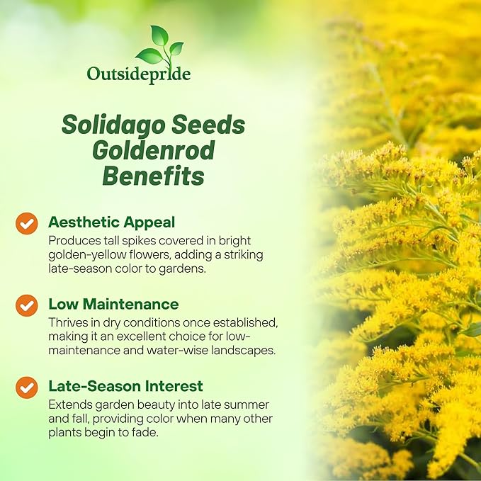 Outsidepride 10000 Seeds Perennial Solidago Stiff Goldenrod Flower Seeds for Planting