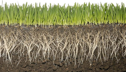 Keep Plants Alive Without Water for Up to 2-Weeks (5 Pounds)