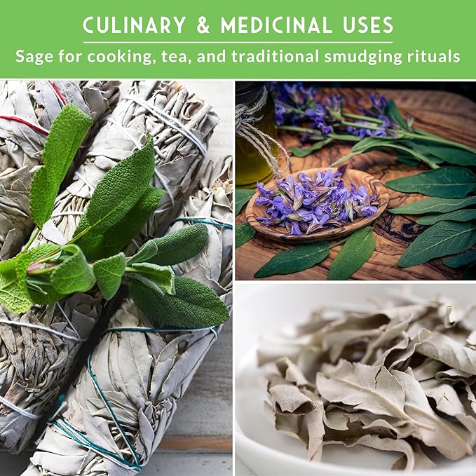 Survival Garden Seeds Sage Collection Seed Vault - White, Culinary & Victoria Blue Sage (Salvia Apiana, Officinalis, Farinacea) - Non-GMO Heirloom Seeds for Your Garden