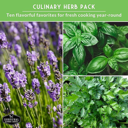 Herb Seeds Variety Pack | 10 Culinary Herbs for Planting – Basil, Cilantro, Lavender, Dill, Parsley, Oregano, Thyme, Sage, Chives, Marjoram – Indoor Kitchen Herb Kit – Survival Garden Seeds