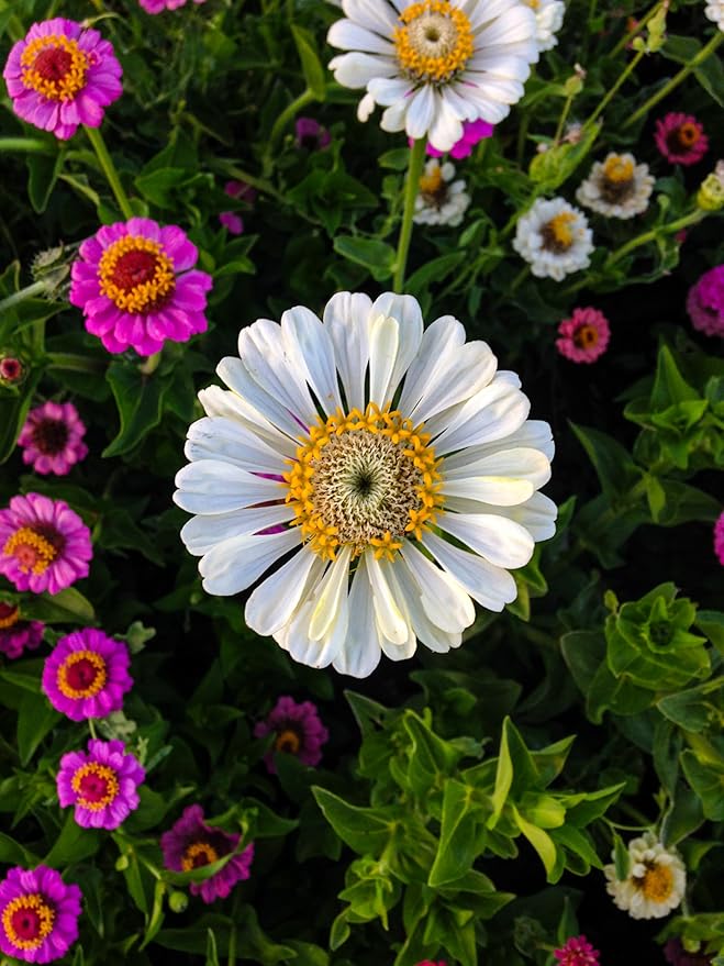 Plant Good Seed Organic Thumbelina Zinnia Seeds - Pack of 200, Heirloom Seeds for Planting Flowers - Gardening Supplies, Wildflower, Herb Garden, Flower Seeds to Plant Outside - from USA