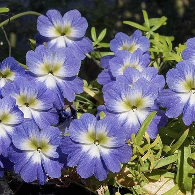 Mixed Nasturtium Seeds for Planting, 300pcs Rare Climbing Nasturtium Flower Seeds, Non-GMO Heirloom Beauty Home Garden Blooms Flowers Plants for Outdoors Indoors