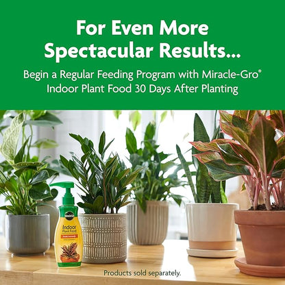 Miracle-Gro Indoor Potting Mix, Blended for a Variety of Houseplants, Feeds for up to 6 Months, 16 qt., 2-Pack