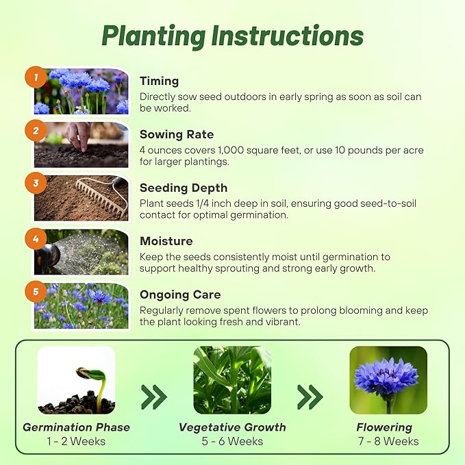 Outsidepride Blue Cornflower Seeds for Planting - 1 lb. Annual Bachelor's Button Flower Seeds for Cut Flower Gardens, Drought-Tolerant, Attracts Pollinators, Ideal for Borders & Bouquets