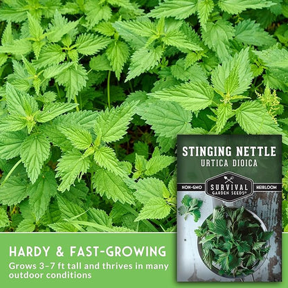 Stinging Nettle Seeds for Planting - Urtica Dioica Medicinal Herb & Edible Perennial - Common Nettle for Tea, Cooking & Wellness - Heirloom Non-GMO - Survival Garden Seeds (2 Packs)