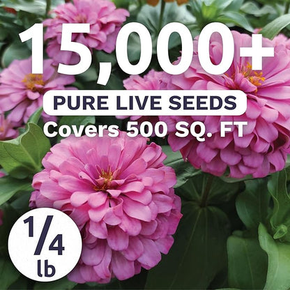 Zinnia Luminosa - Bulk 1/4 Pound Pouch - 15,000 Flower Seeds for Planting - Zinnia elegans