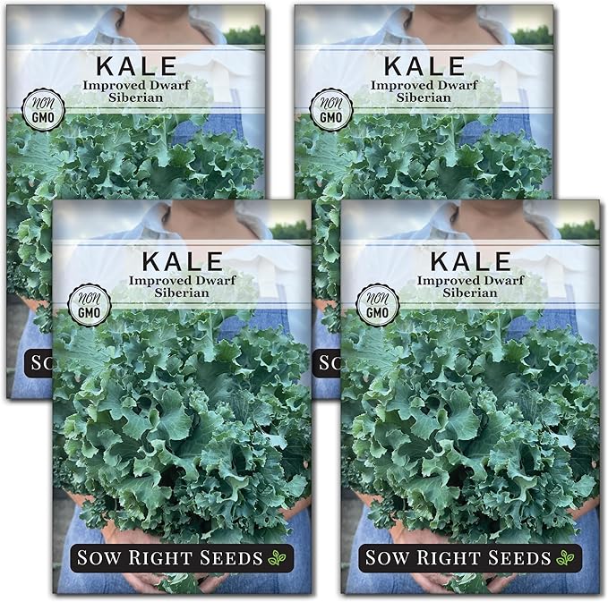 Sow Right Seeds - Dwarf Siberian Improved Kale Seed for Planting - Non-GMO Heirloom Packet with Instructions to Plant a Home Vegetable Garden - Very Nutritious Superfood - Classic Variety (4)