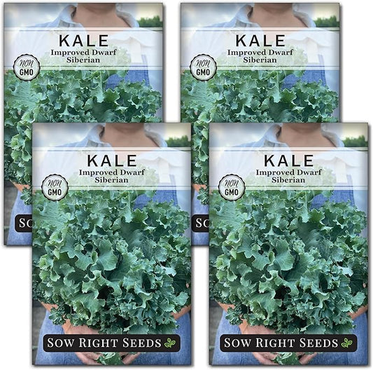 Sow Right Seeds - Dwarf Siberian Improved Kale Seed for Planting - Non-GMO Heirloom Packet with Instructions to Plant a Home Vegetable Garden - Very Nutritious Superfood - Classic Variety (4)