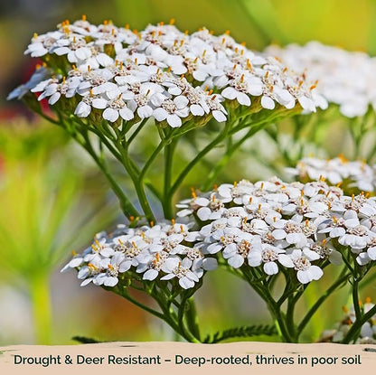 KVITER 2000 White Queen Anne's Lace Seeds (Ammi Majus), 2 Pack – Bishop Flower, Heirloom, Non GMO & Organic Wildflower, False Queen Annes Lace, Pollinator-Friendly Flower Seeds to Plant Outside Garden