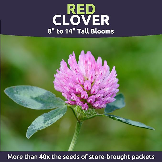 Red Clover - Bulk 1/4 Pound Pouch - 60,000 Flower Seeds for Planting - Trifolium pratense