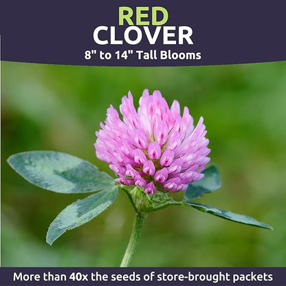 Red Clover - Bulk 1/4 Pound Pouch - 60,000 Flower Seeds for Planting - Trifolium pratense