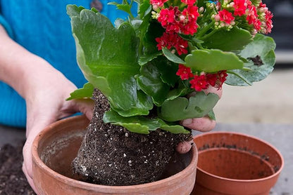 Gardenera Kalanchoe Plant Premium Potting Mix - Optimize Growth and Blooming Ingredients - 1 Quart