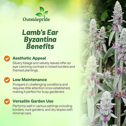 Outsidepride Stachys Byzantina Lamb's Ear Seeds - 1000 Pcs Perennial Flower Seeds for Planting Velvet-Textured Silvery Foliage & Vibrant Blooms for Ground Cover & Pollinator Gardens