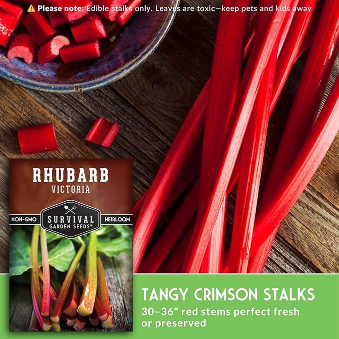 Victoria Rhubarb Seeds for Planting - Grow Cold-Tolerant Perennial Spring Fruit/Vegetables in Your Home Garden - Non-GMO Heirloom Variety - Survival Garden Seeds (5 Packs)
