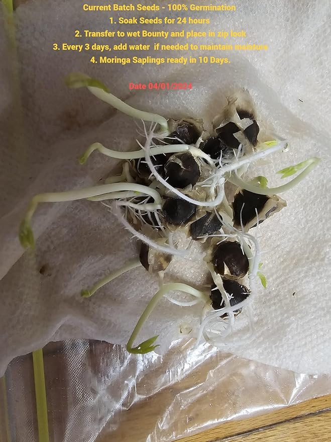 100 Moringa Seeds Approx | Moringa Seeds for Planting | Edible, Excellent Germination | Premium Grade PKM1 | Semillas de Moringaa Seed for Eating | Malunggay