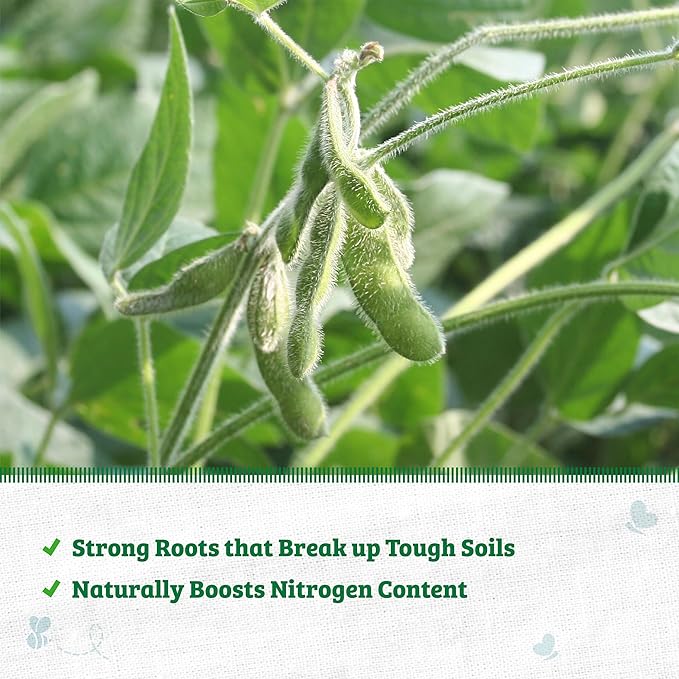 Back to The Roots 100% Organic Soybean Cover Crop Seeds, Covers ~1000 sq. ft.
