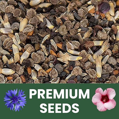 Shade Tolerant Mix – 56,000 Wildflower Seeds for Pollinator Gardens – 2026 Season – 4 Ounce Pouch