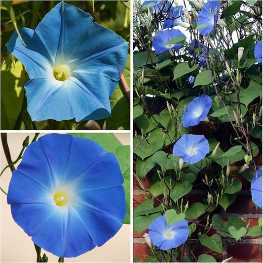 Seed Needs Heavenly Blue Morning Glory Seeds for Planting | 1,000+ Heirloom Seeds Ipomoea Tricolor Untreated Annual Flowering Seed | Vine Plant Produces Masses of 6" Wide Blue Blooms | Bulk