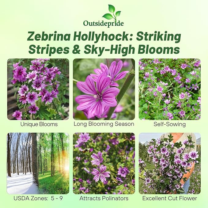 Outsidepride Zebrina French Hollyhock Seeds - 1000 Pcs Perennial White & Purple Heirloom, Long-Blooming Drought Tolerant Flower Seeds with Semi-Double Blooms for Cottage Gardens & Cut Flowers