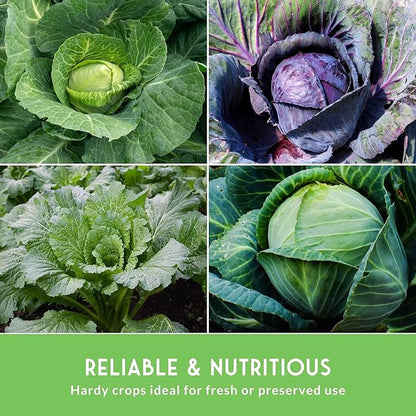 Cabbage Seeds Variety Pack - 5 Heirloom Non-GMO Varieties: Red Acre, Golden Acre, Jersey Wakefield, Early Round Dutch, Michihili Napa | Survival Garden Seeds