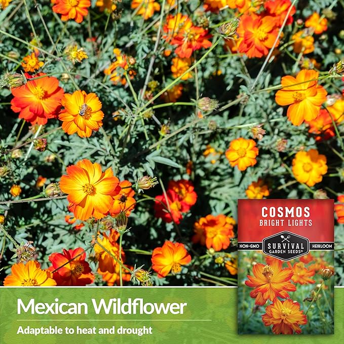 Survival Garden Seeds Bright Lights Cosmos Seed for Planting - 1 Packet with Instructions to Grow Cosmos Sulphureus in Your Home Flower or Vegetable Garden - Non-GMO Heirloom