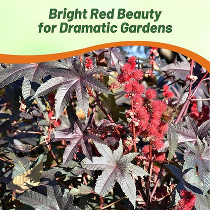 Outsidepride Bright Red Castor Bean Seeds - 30 Pcs Annual Quick-Growing Tropical Flower Seeds for Planting Vibrant Foliage & Colorful Blooms for Eye-Catching Borders, Gardens & Landscapes