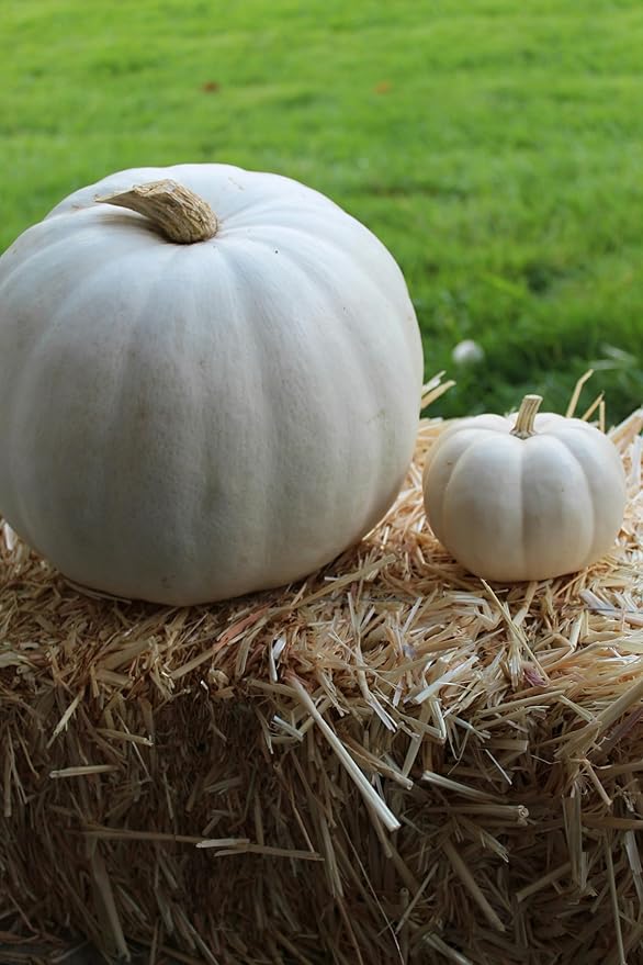Park Seed Super Moon F1 Pumpkin Seeds – Non-GMO, AAS-Winning White Pumpkins for Carving, Decorating & Cooking, Powdery Mildew Resistant, 25–50 lb Fruits, Pack of 10