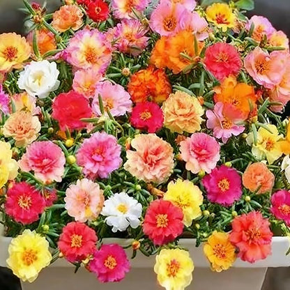 Mixed Color Portulaca Grandiflora Seeds, 10000 Double Moss Rose Seeds for Planting, Heirloom Ground Cover - Purslane Flower Seed for Outside, Beds, Yards, Flower Garden