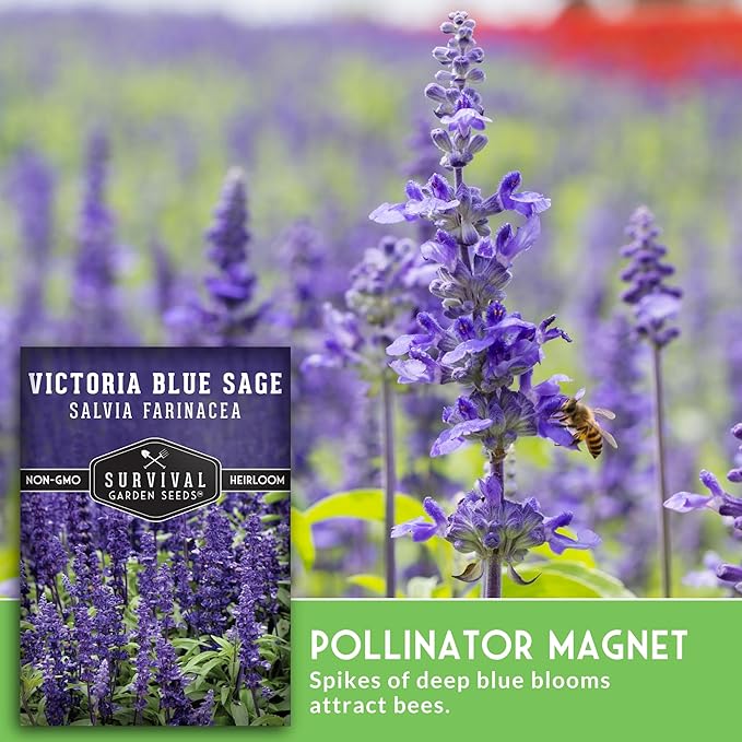Survival Garden Seeds - Victoria Blue Sage Seed for Planting - 2 Packets with Instructions to Plant and Grow Mealycup Sage or Salvia Farinacea in Your Home Vegetable Garden - Non-GMO Heirloom Variety