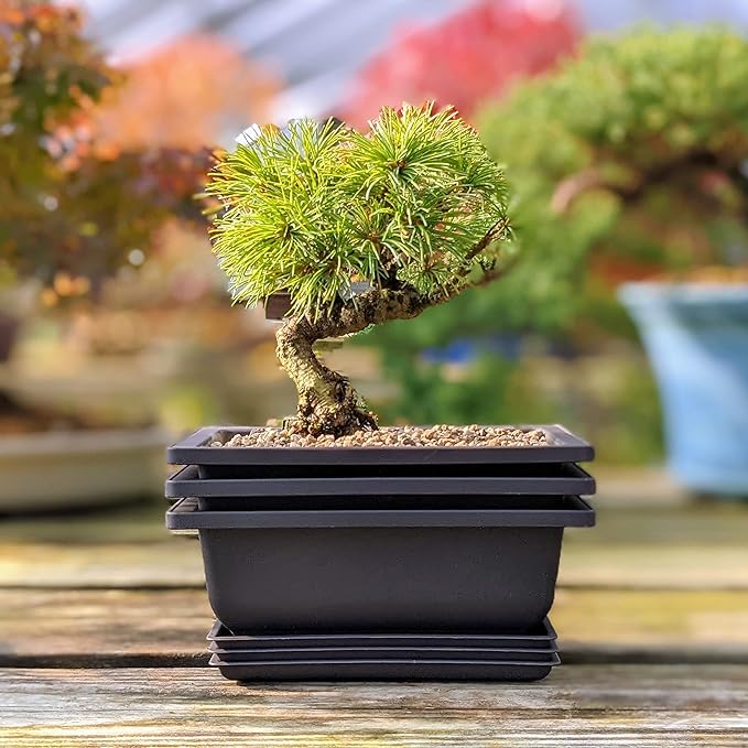 Tinyroots Bonsai Soil Plus a Three Pack of Six-Inch Training Bonsai Pots