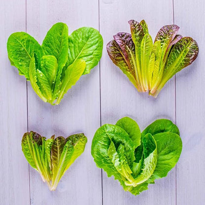 AeroGarden Mixed Romaine Lettuce Seed pod Kit, 6-Pod