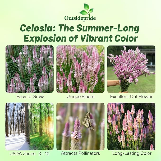 Outsidepride Spicata Celosia Seeds - 1000 Pcs Perennial Tall Weather-Resistant Flower Seeds for Planting Vibrant Plumes, Great for Containers, Borders, Pollinator-Friendly Gardens & House Plants