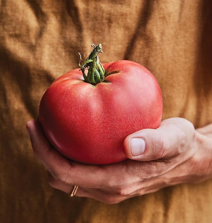 Burpee 'Delicious', Beefsteak Slicing 1-2lbs Tomato, 100 Non-GMO Seeds