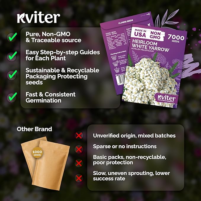 KVITER 7000 White Yarrow Seeds for Planting (Achillea Millefolium) — Perennial Flower Seeds to Plant Outside, Heirloom & Organic — Native Wildflower Seed for Herb Garden, Beds, Containers & Meadows