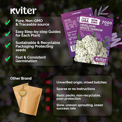 KVITER 7000 White Yarrow Seeds for Planting (Achillea Millefolium) — Perennial Flower Seeds to Plant Outside, Heirloom & Organic — Native Wildflower Seed for Herb Garden, Beds, Containers & Meadows
