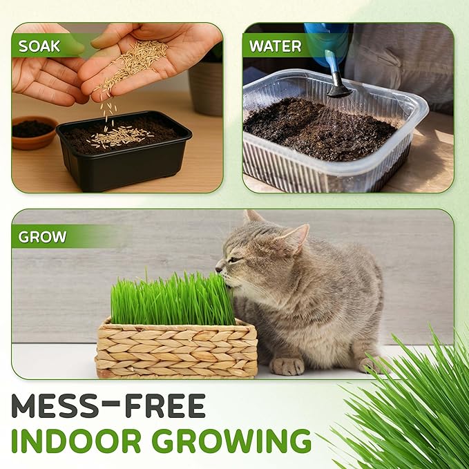 Todd's Seeds – Cat Grass for Indoor or Outdoor Cats, 1lb Wheatgrass – Premium, 100% Chemical Free (Better Than Organic) Non-GMO, Pet-Safe & Easy to Grow in 5-7 Days – No Special Equipment Needed.