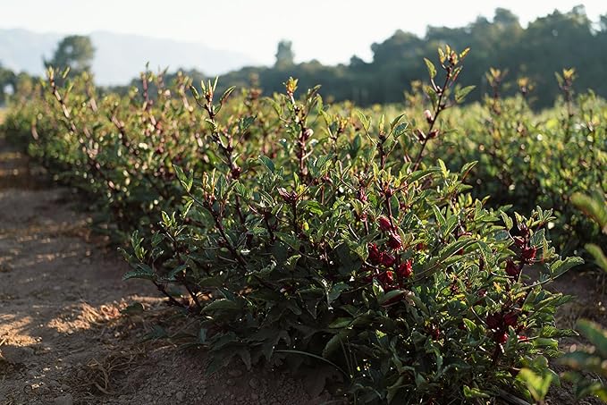 Plant Good Seed Organic Hibiscus sabdariffa/Jamaica/Red Roselle Seeds for Planting: Culinary and Tea Herb, Red Fleshy Calyces - 30 Seed Packet