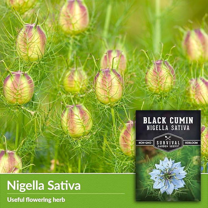 Survival Garden Seeds Black Cumin Seed for Planting - 2 Packets with Instructions to Plant and Grow Beneficial Nigella Sativa Plants in Your Home Vegetable Garden - Non-GMO Heirloom