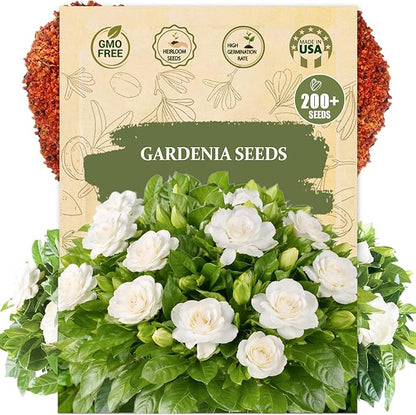 Gardenia Seeds for Planting – 200+ Heirloom Cape Jasmine Seeds for Home Garden, Fragrant Flower Seed