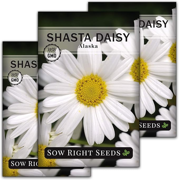 Sow Right Seeds - Shasta Daisy Flower Seeds for Planting - Non-GMO Heirloom Packet with Instructions - Attract Butterflies and Excellent for Cutting - White Blossom with Yellow Centers (3)
